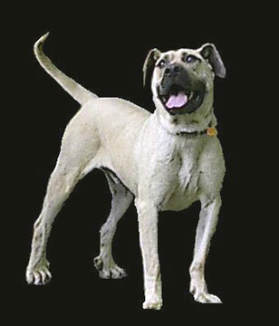 Black Mouth Cur.jpg