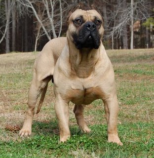 Boerboel.jpg