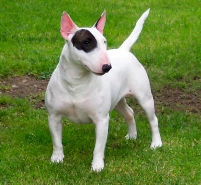 Bull Terrier.jpg