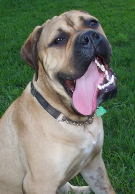 Bullmastiff.jpg