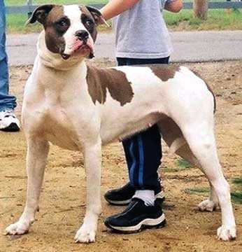 Alpaha Blue Blood Bulldog.jpg