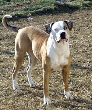 catahoula bulldog.jpg