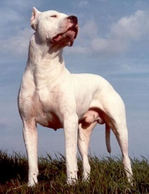 Dogo Argentino.jpg