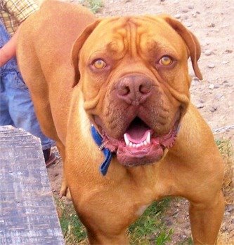 Dogue De Bordeaux.jpg