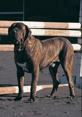Fila Brasileiro.jpg