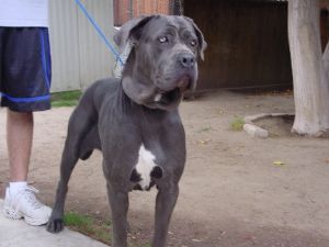 neapolitan-mastiff.jpg