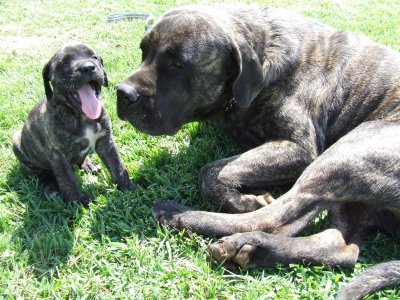 Old English Mastiff.jpg