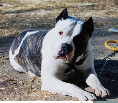 American Bandogge Mastiff.jpg