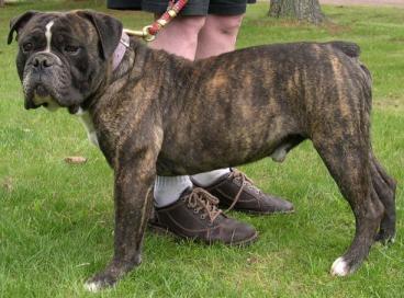 Olde English BUlldogge.jpg