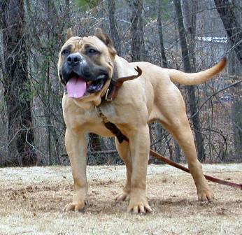 Presa Canario.jpg