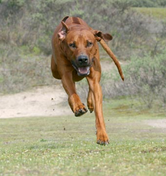 Rhodesian Ridgeback.jpg