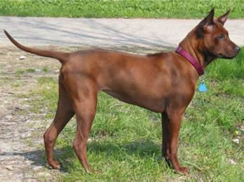 Thai Ridgeback.jpg