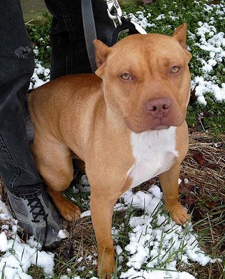 American Bulldog - Red.jpg