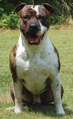 American Bulldog Brindle.jpg