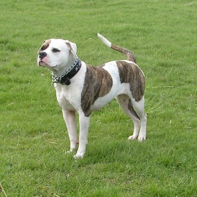 American Bulldog patches.jpg