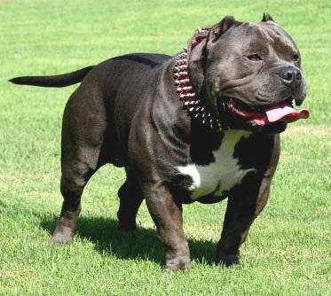 American Bully.jpg