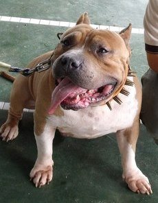 American Bully Red.jpg